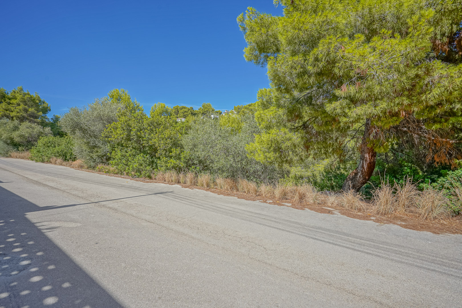 Acceso asfaltado a la parcela rodeado de vegetación mediterránea autóctona y pinos maduros bajo un cielo despejado en Benissa.