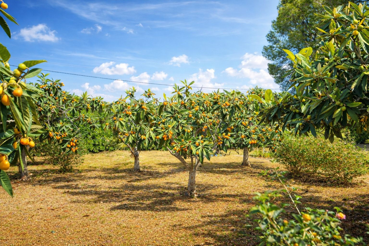 Jardín frutal privado con nísperos maduros bajo un cielo despejado. Un espacio natural cuidado que ofrece tranquilidad y una conexión directa con el entorno mediterráneo.