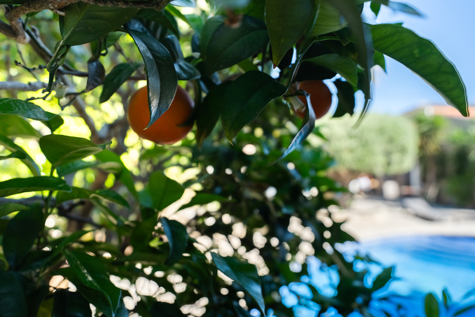 Detalle de un naranjo con frutos maduros en el jardín mediterráneo, con la zona de la piscina y la terraza visibles en un segundo plano desenfocado.