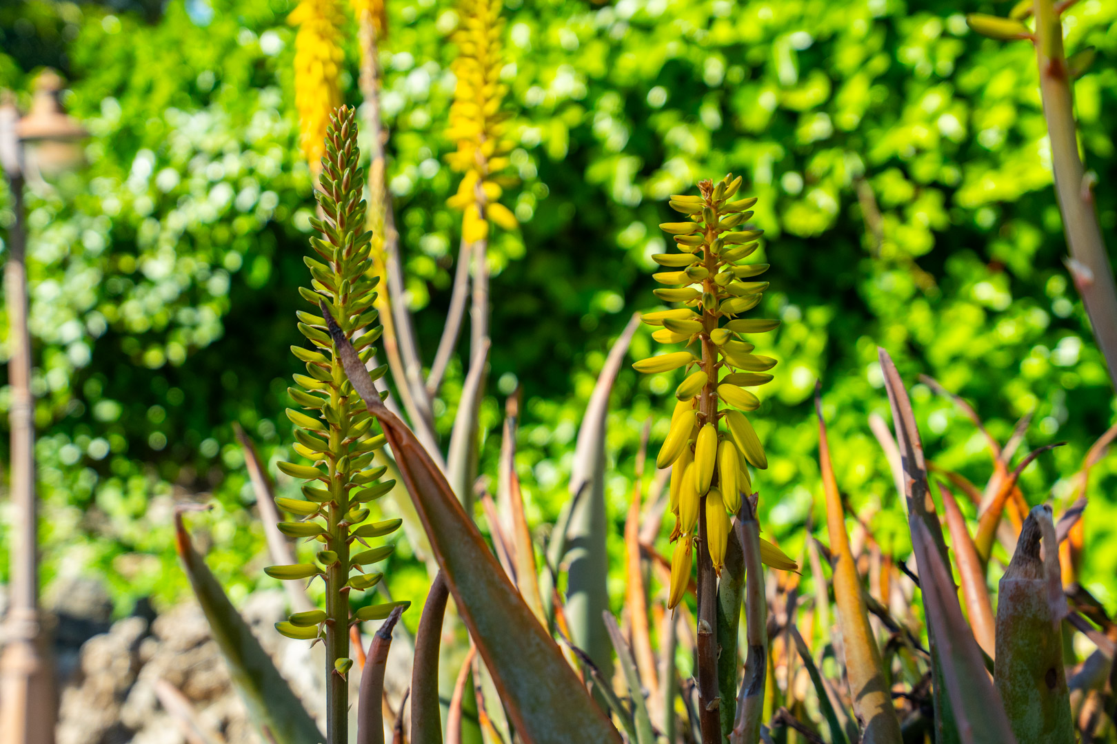 Primer plano de flores de aloe vera amarillas en el jardín mediterráneo, destacando la vegetación autóctona y el entorno natural bajo la luz del sol.