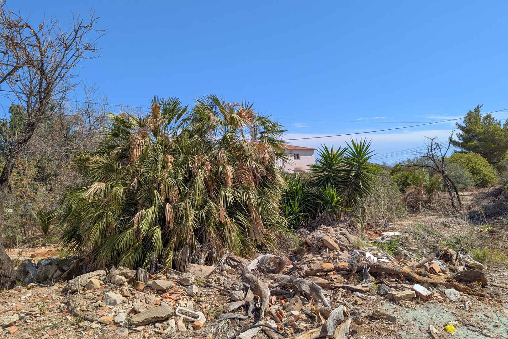 Terreno urbano con vegetación autóctona, incluyendo palmeras y yucas, bajo un cielo despejado. El solar presenta restos de limpieza previa y vistas a edificaciones colindantes.