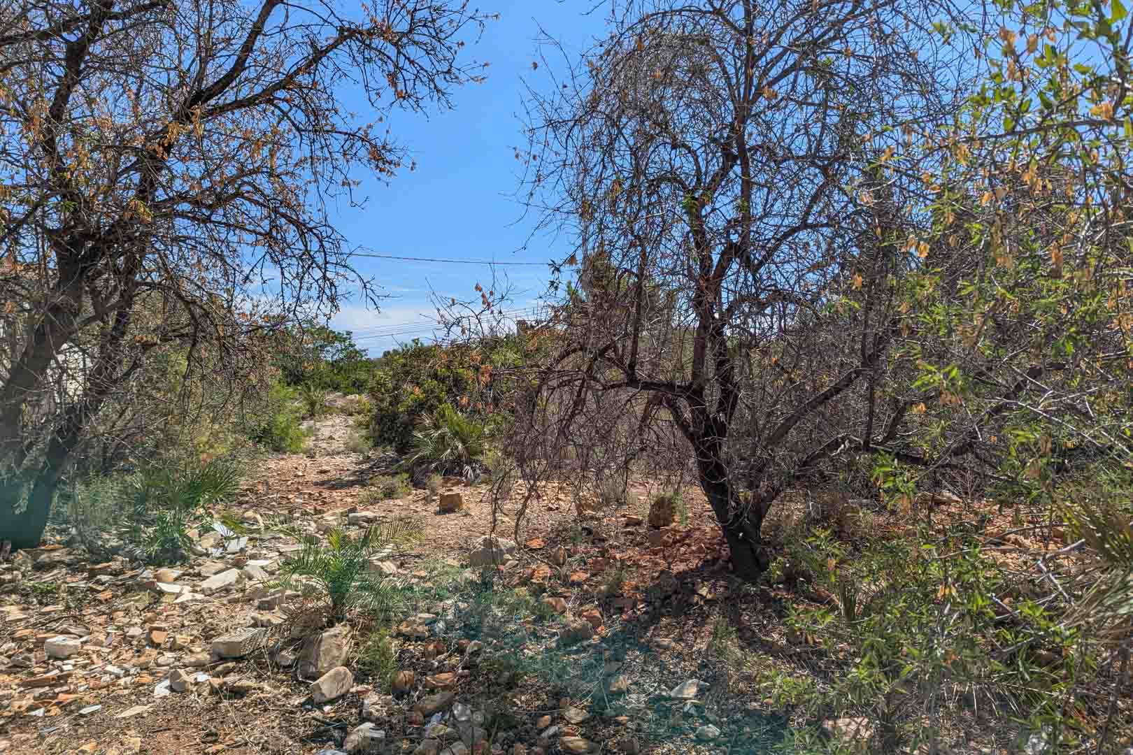 Vista del terreno natural con vegetación autóctona y suelo pedregoso bajo un cielo despejado. El solar presenta árboles maduros y arbustos mediterráneos.