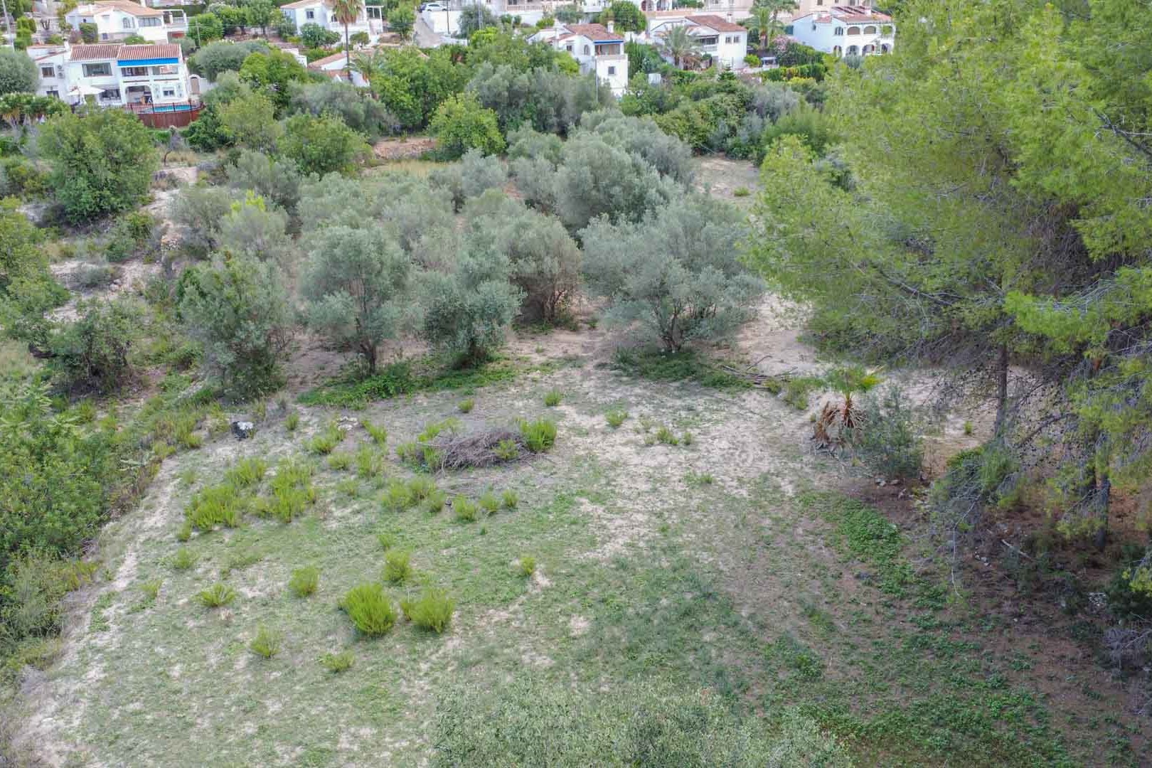 Vista aérea de la parcela natural con olivos y pinos mediterráneos, mostrando el terreno rústico y la vegetación autóctona en el entorno de Orba.