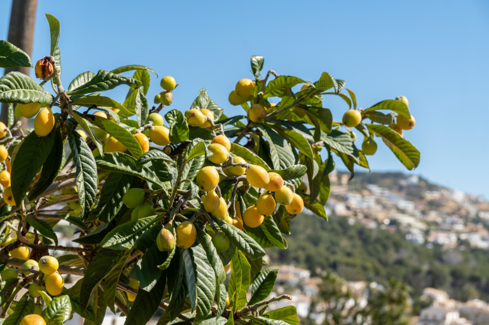 Detalle de un níspero con frutos maduros en el jardín de la propiedad, con el paisaje residencial de Jávea y el cielo despejado de fondo.