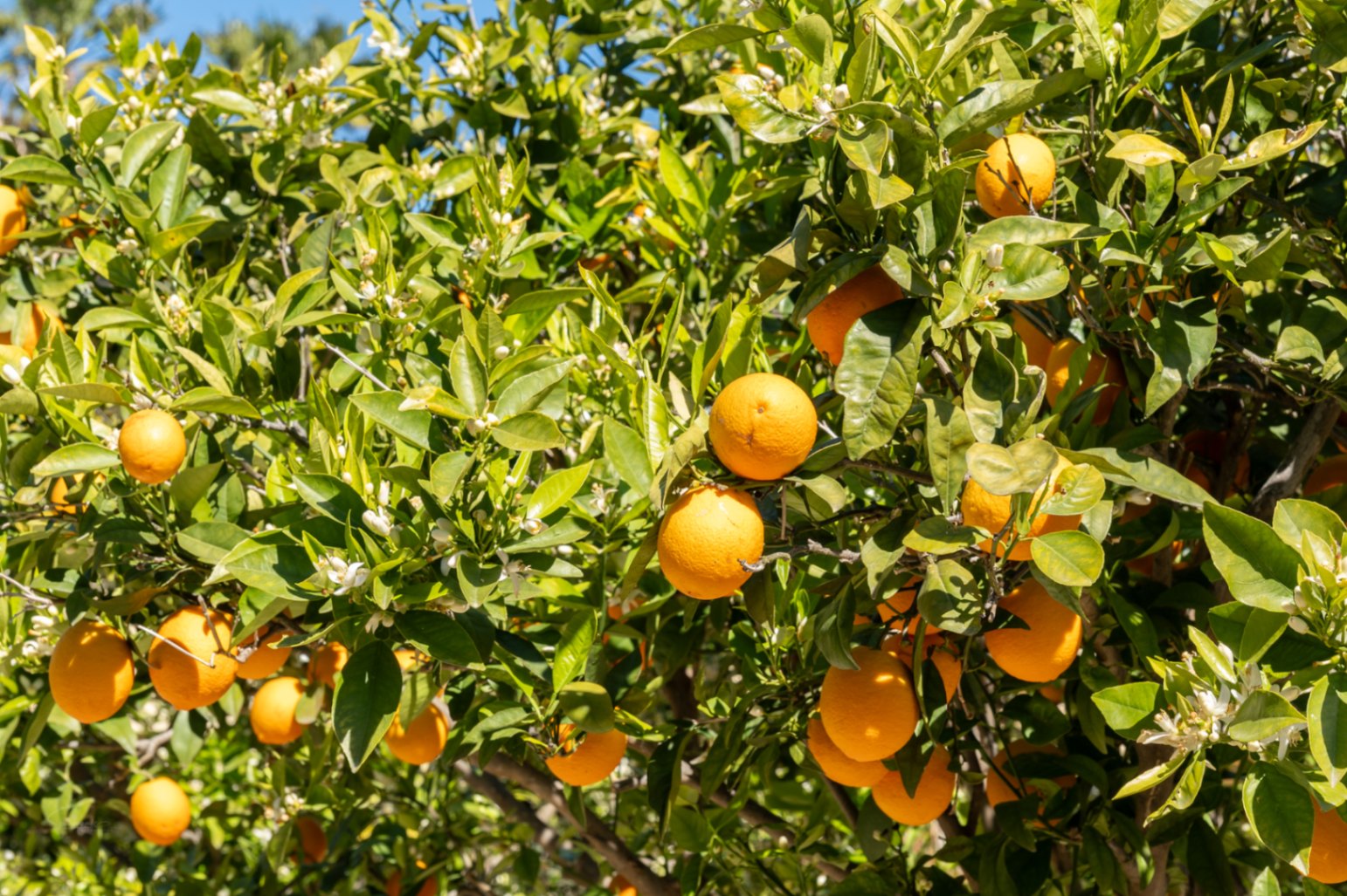 Primer plano de un naranjo en el jardín mediterráneo de la propiedad, mostrando frutos maduros y flores de azahar bajo la luz directa del sol.