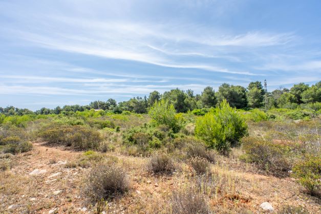 Vista de la parcela con vegetación autóctona y cielo azul despejado.