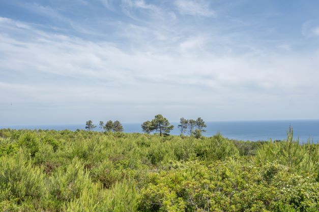 Vista de la parcela con vegetación autóctona y el mar Mediterráneo al fondo.