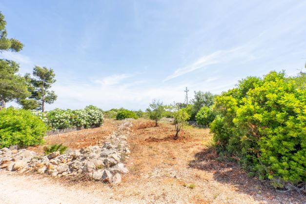 Vista de la parcela con vegetación mediterránea y muro de piedra rústico.