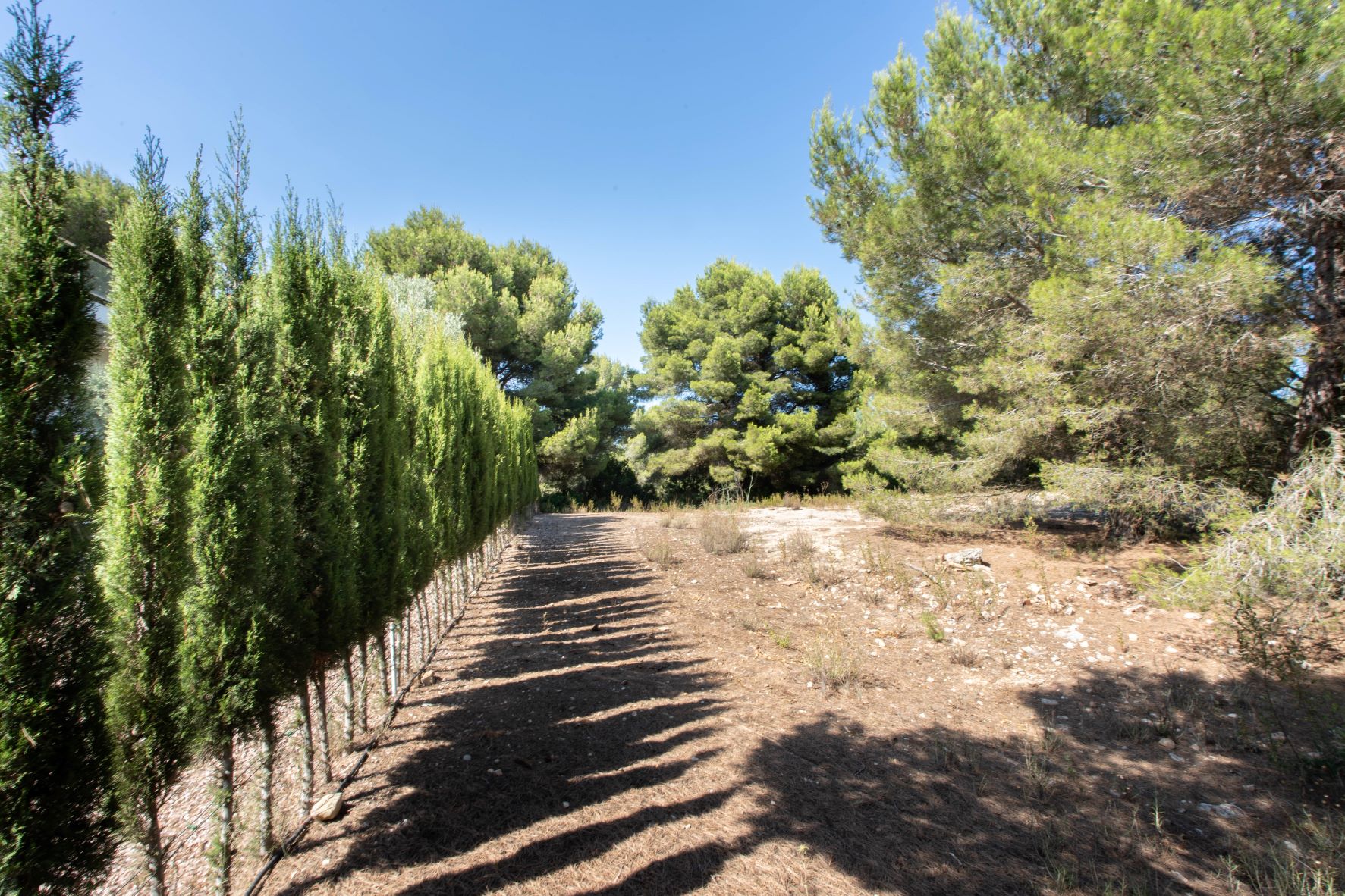 Vista de la parcela con una hilera de cipreses y vegetación natural.