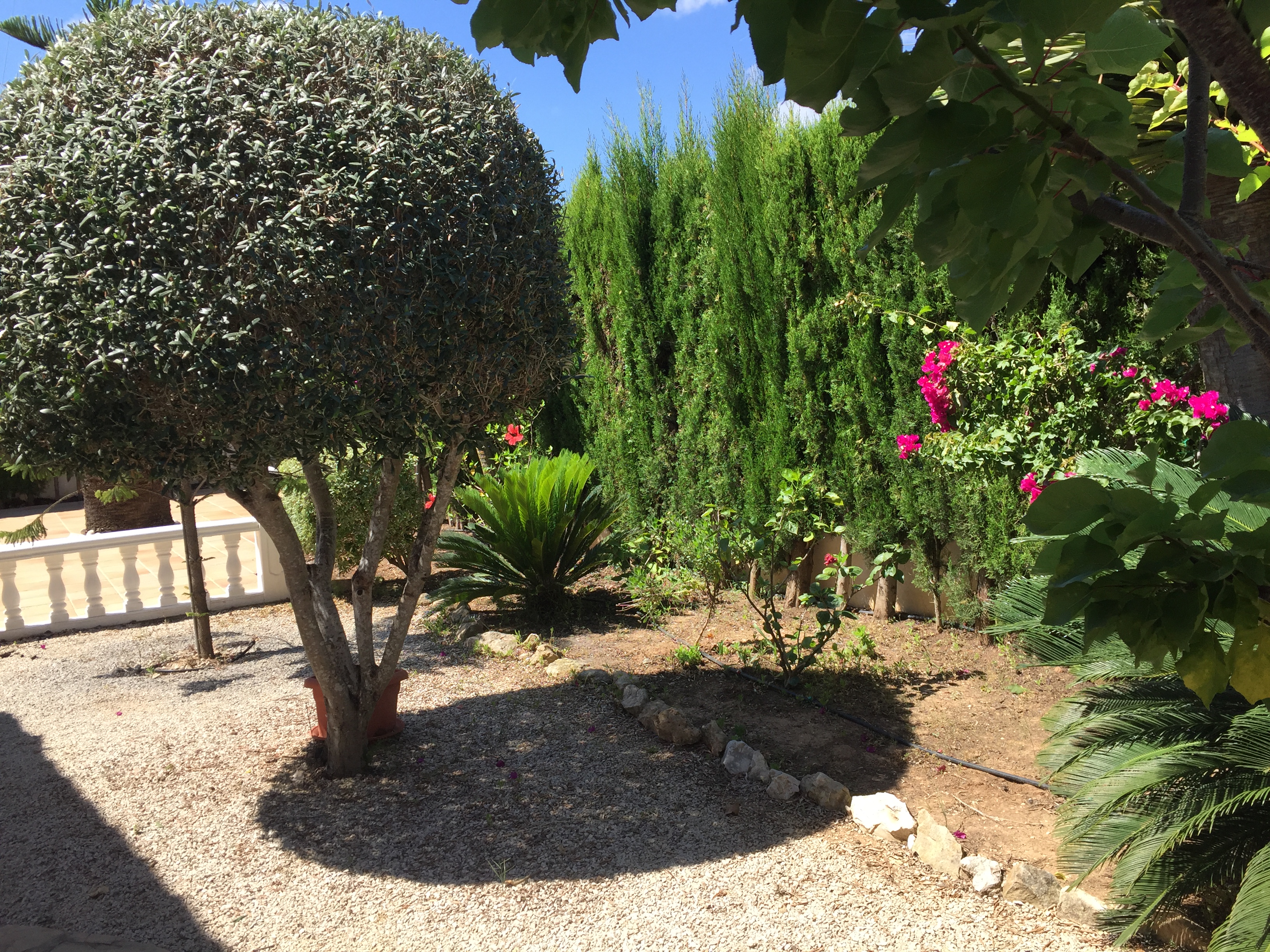 Detalle del jardín con grava, setos de ciprés y buganvillas.