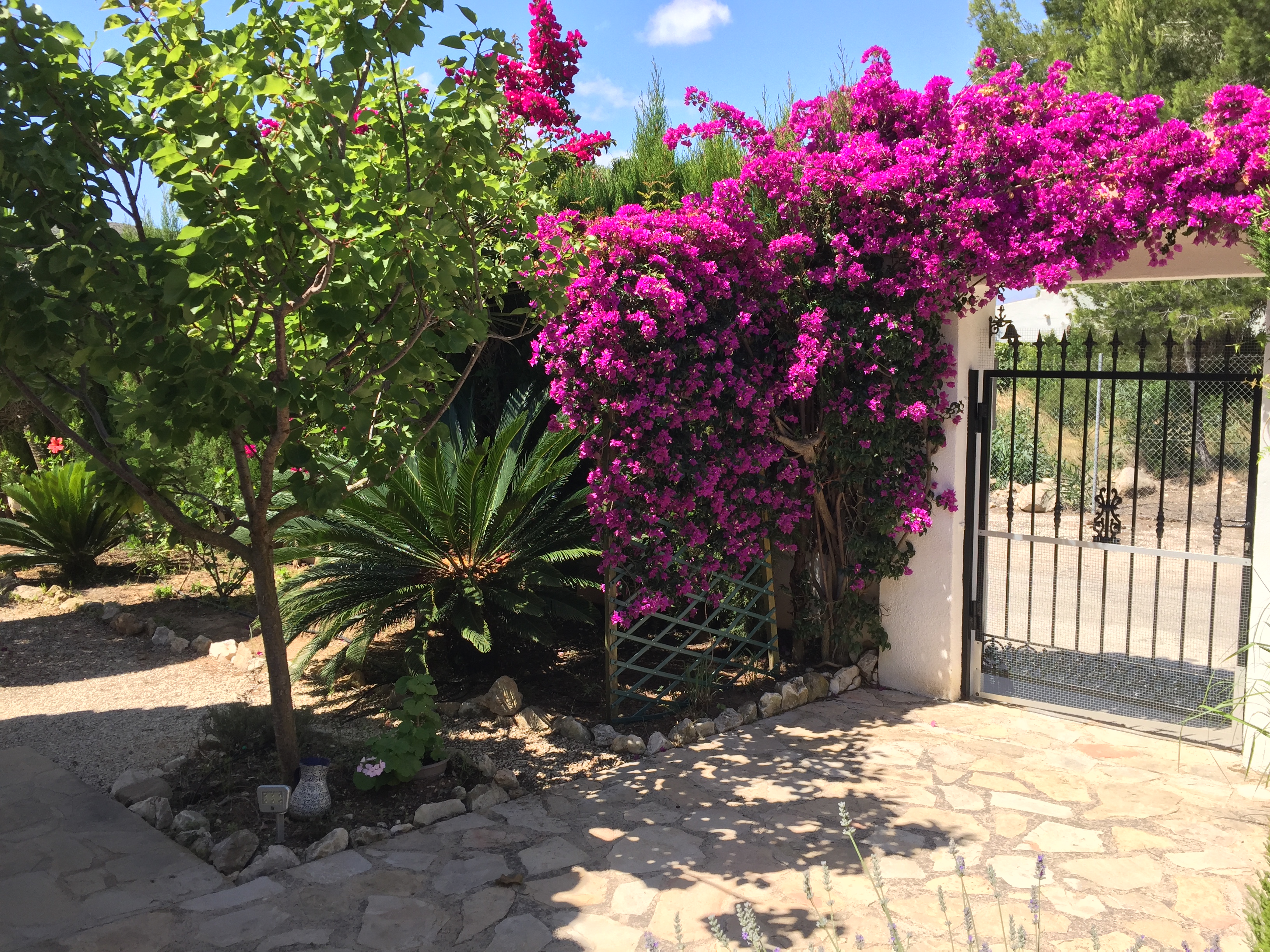Entrada ajardinada con buganvillas fucsias y pavimento de piedra irregular.