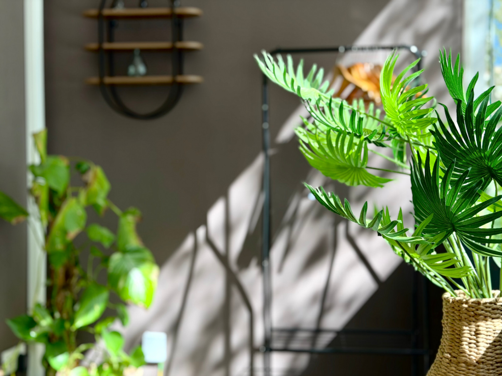 Detalle interior con plantas, estantería de madera y luz natural creando sombras en la pared.