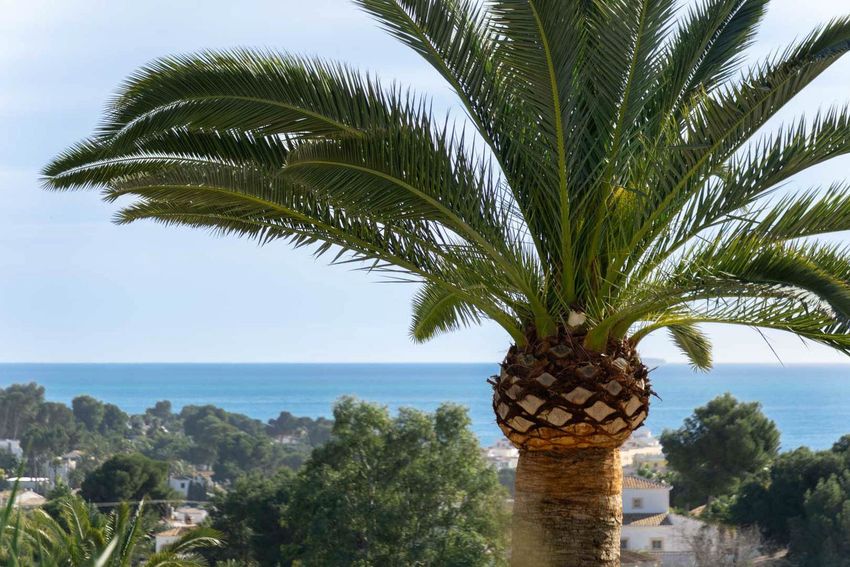 Property in Moraira