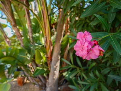 Villa tradicional en venta en Jávea, Costa Nova, con piscina y cerca de calas