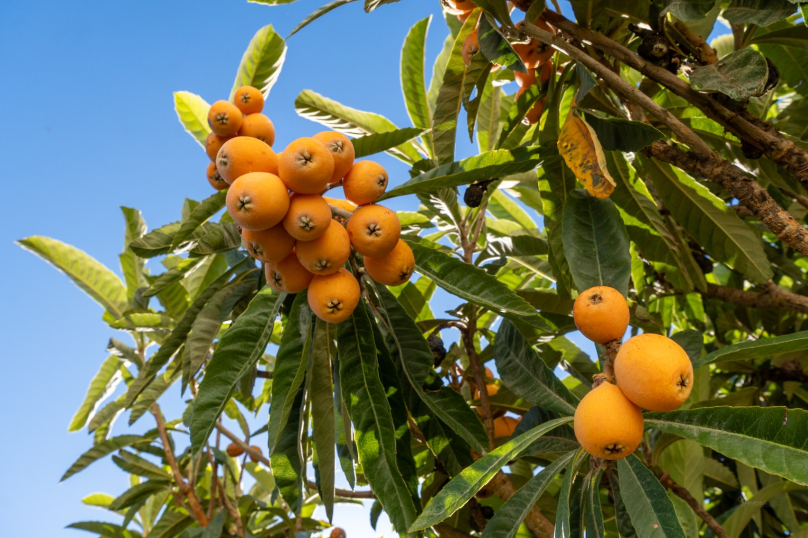 Nísperos maduros de color naranja brillante colgando en racimos de las ramas, rodeados de hojas verdes bajo un cielo azul claro.