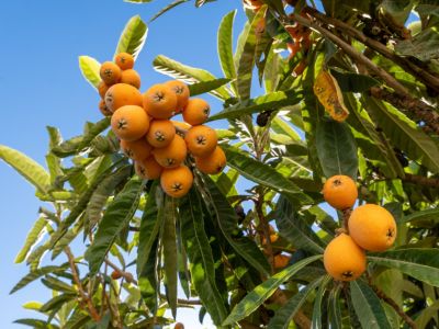 Nísperos maduros de color naranja brillante colgando en racimos de las ramas, rodeados de hojas verdes bajo un cielo azul claro.