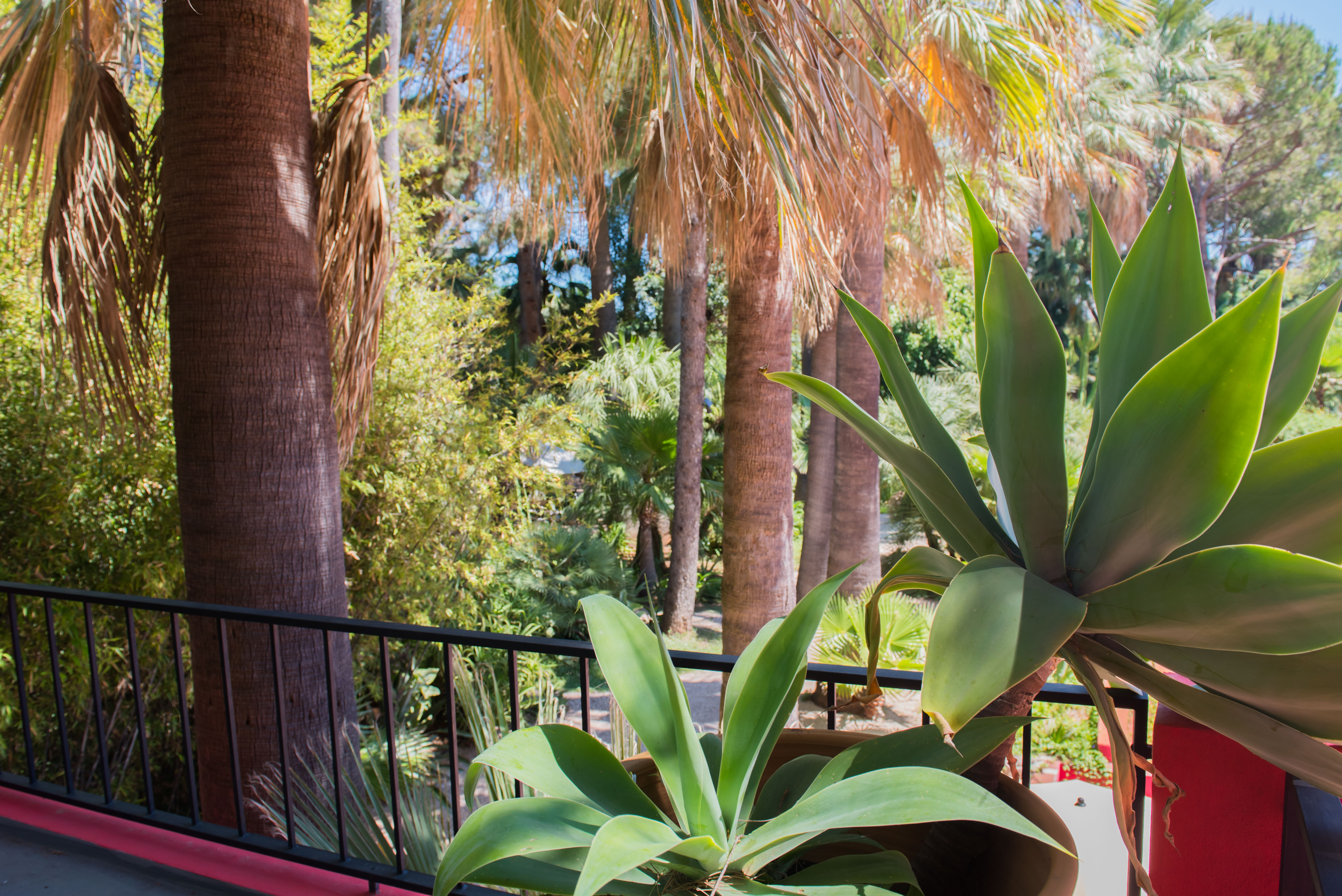 Vista desde balcón a un exuberante jardín tropical con altas palmeras y agaves verdes en macetas. Presenta una barandilla de metal negro con una base roja distintiva.