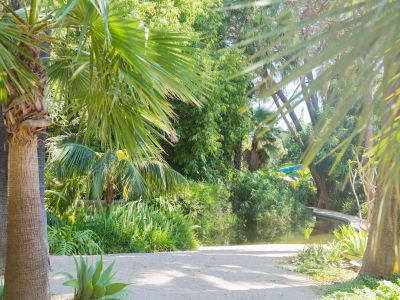 Un sendero arenoso bañado por el sol serpentea a través de un exuberante jardín tropical, bordeado por palmeras maduras y densa vegetación, que conduce a un estanque sereno con un pequeño puente de madera.