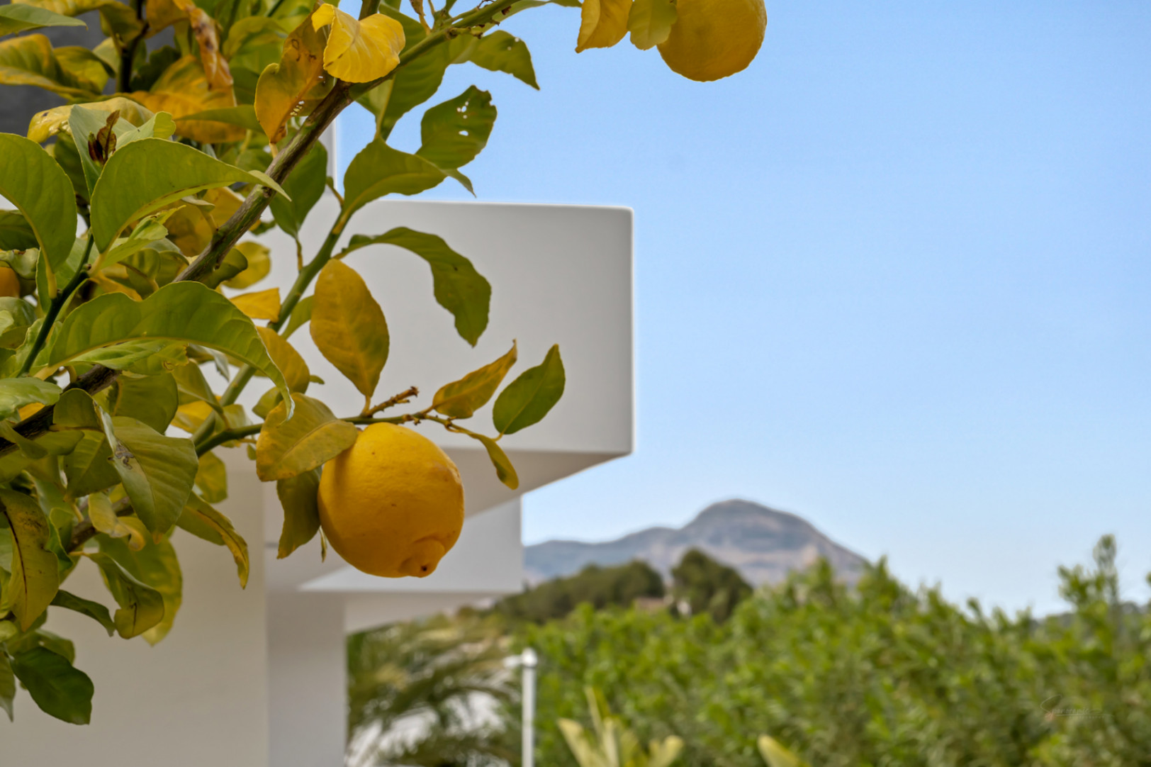Rama de limonero con frutos maduros en primer plano, contrastando con la arquitectura moderna blanca y las montañas bajo el cielo azul.