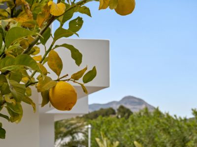 Rama de limonero con frutos maduros en primer plano, contrastando con la arquitectura moderna blanca y las montañas bajo el cielo azul.