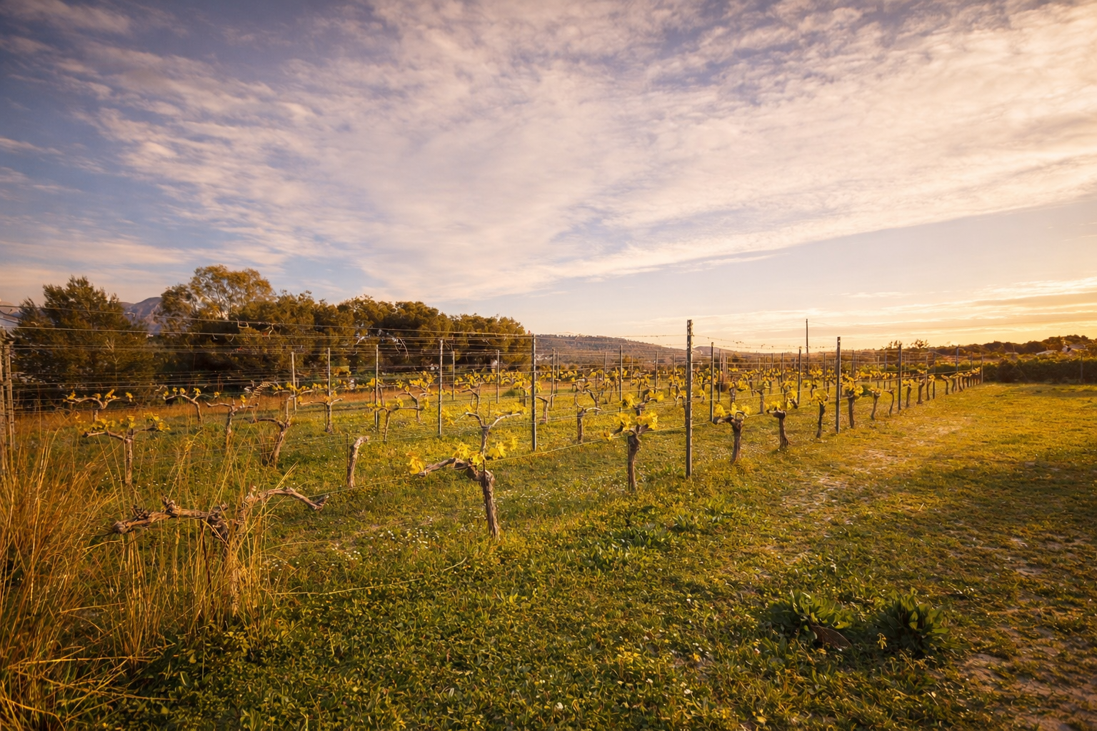 Viñedo con brotes jóvenes bajo un cielo nublado al atardecer, mostrando las hileras de vides y la vegetación del terreno. Viñedo con brotes jóvenes bajo un cielo nublado al atardecer, mostrando las hileras de vides y la vegetación del terreno.