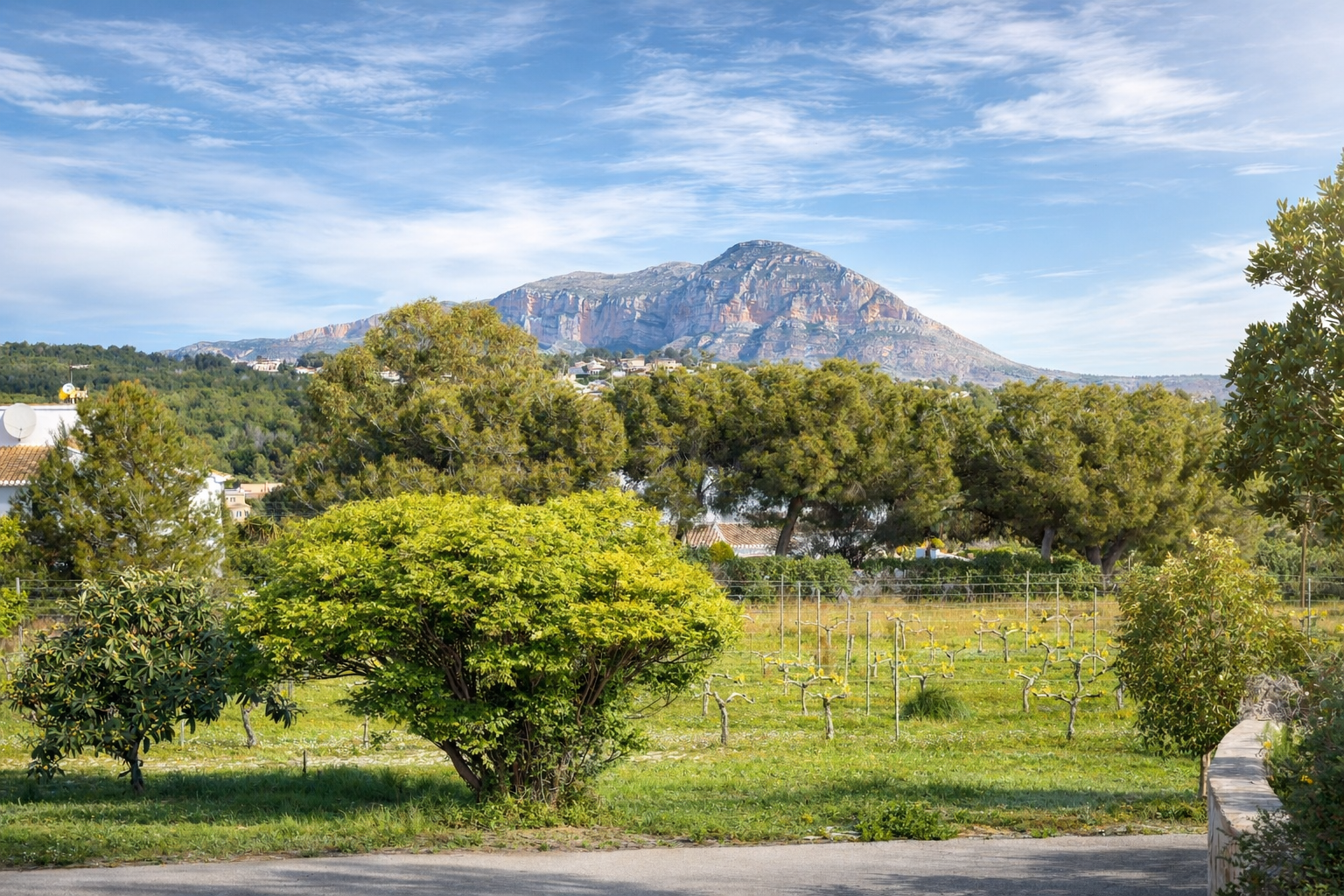 Vista panorámica del campo con viñedos en primer plano, árboles frondosos y el majestuoso Montgó al fondo bajo un cielo azul claro. Vista panorámica del campo con viñedos en primer plano, árboles frondosos y el majestuoso Montgó al fondo bajo un cielo azul claro.