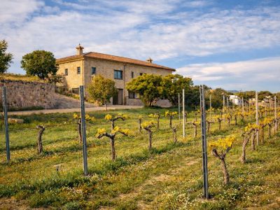 Finca rústica de piedra con tejado de teja, enmarcada por un viñedo con brotes amarillos y flores silvestres bajo un cielo azul.
