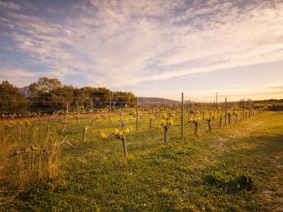 Viñedo con brotes jóvenes bajo un cielo nublado al atardecer, mostrando las hileras de vides y la vegetación del terreno.