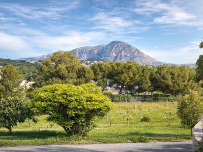 Vista panorámica del campo con viñedos en primer plano, árboles frondosos y el majestuoso Montgó al fondo bajo un cielo azul claro.