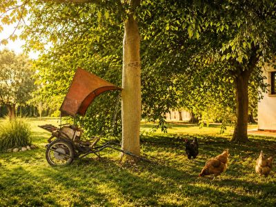 Un carro rústico de dos ruedas con toldo naranja descansa bajo un árbol, mientras tres gallinas pastan en un césped bañado por el sol, con un edificio al fondo.