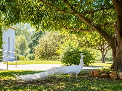 Un pavo real blanco pasea por un césped soleado bajo la sombra de un gran árbol, con un edificio blanco moderno y barandilla en el fondo.