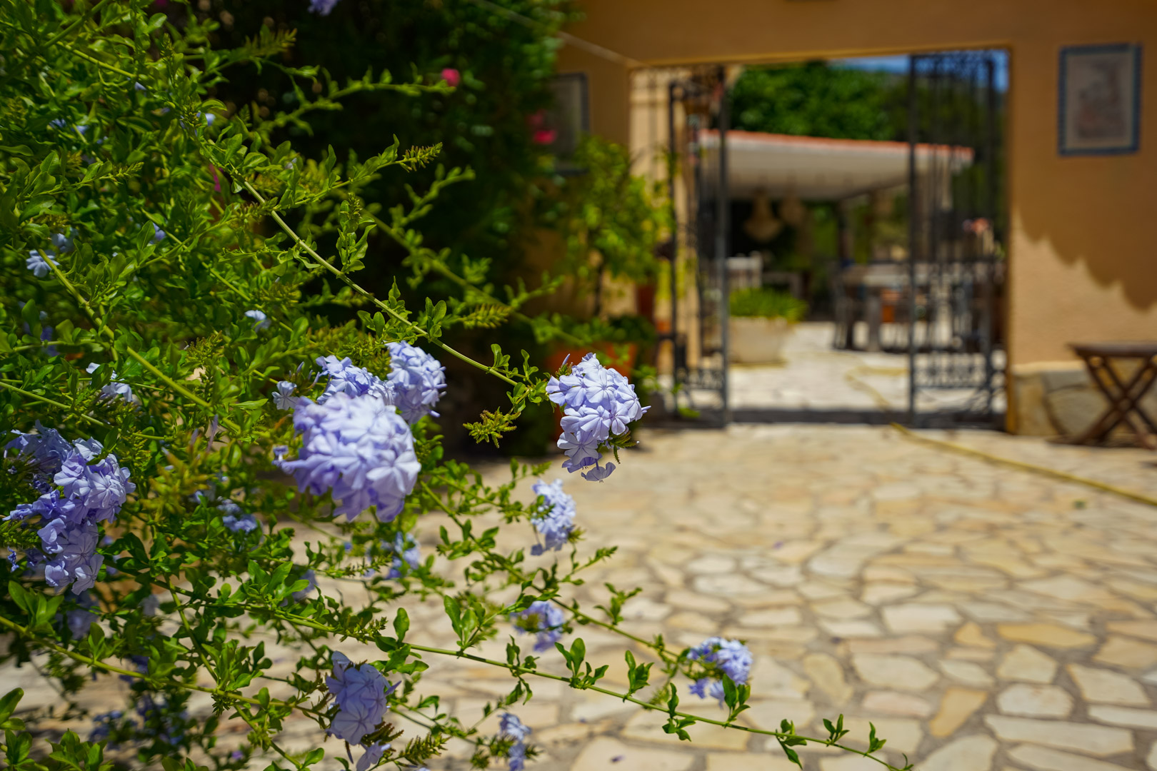 Primer plano de flores lavanda y follaje verde, con un camino de piedra irregular que conduce a un portón de hierro forjado y una terraza exterior. Primer plano de flores lavanda y follaje verde, con un camino de piedra irregular que conduce a un portón de hierro forjado y una terraza exterior.