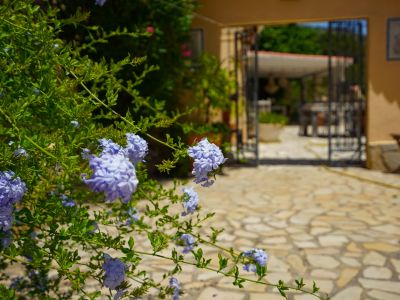 Primer plano de flores lavanda y follaje verde, con un camino de piedra irregular que conduce a un portón de hierro forjado y una terraza exterior.