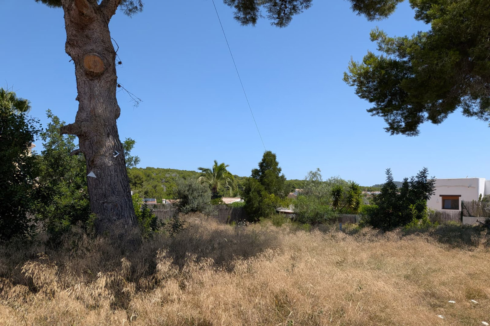 Parcela con hierba seca dorada y un gran tronco de árbol. Vegetación mediterránea y un edificio blanco lejano se aprecian bajo un cielo azul claro.