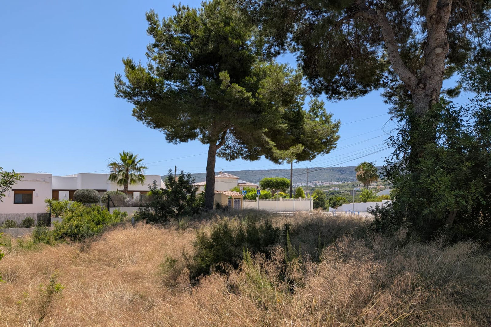 Vista de la vegetación natural de la parcela, con hierba seca y pinos maduros bajo un cielo azul claro. Edificios residenciales y colinas distantes son visibles al fondo.