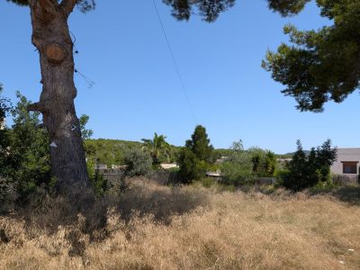 Parcela con hierba seca dorada y un gran tronco de árbol. Vegetación mediterránea y un edificio blanco lejano se aprecian bajo un cielo azul claro.