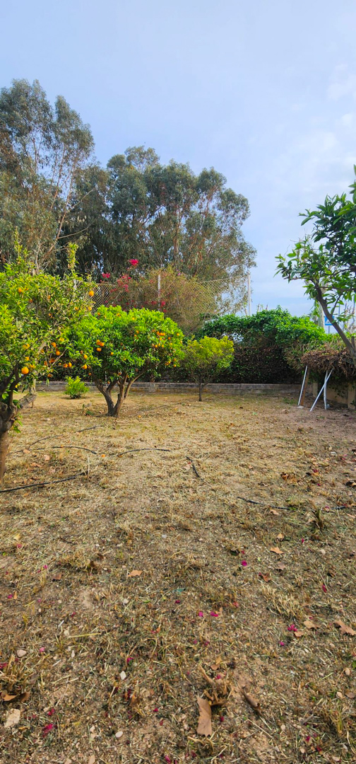 Amplio jardín con varios naranjos cargados de fruta y un muro bajo de contención, ofreciendo espacio para diseño paisajístico o piscina.