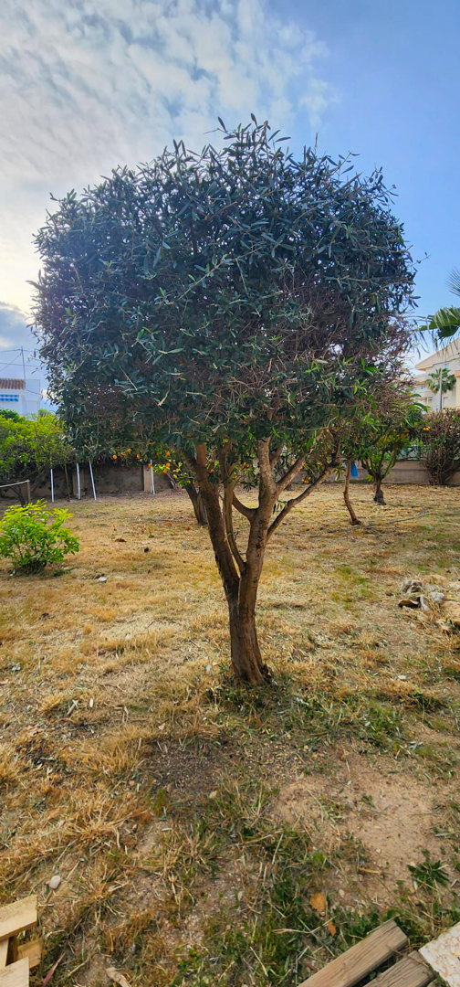 El jardín presenta un árbol maduro y bien podado con hojas verdes densas, sobre césped seco y edificios distantes bajo un cielo parcialmente nublado. Naranjos visibles al fondo.