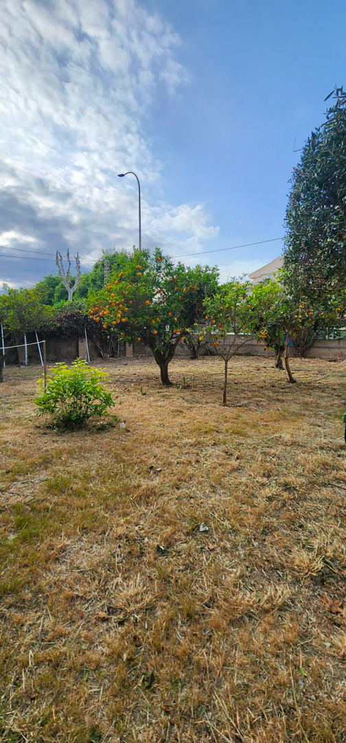 Jardín con césped de hierba seca y un naranjo cargado de frutos, enmarcado por una valla y un cielo parcialmente nublado.