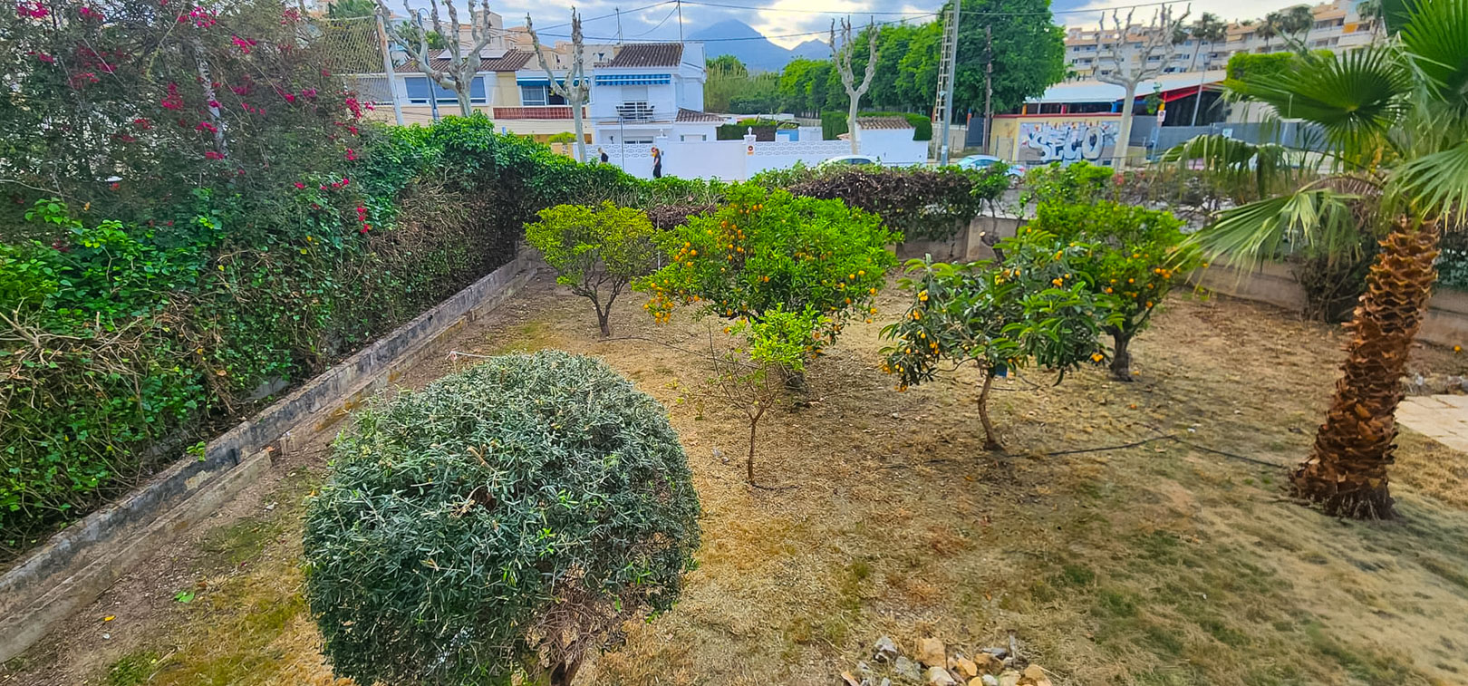 Jardín con varios árboles frutales, incluyendo naranjos y nísperos, y una palmera. El terreno presenta césped seco y setos verdes que delimitan la parcela, con viviendas al fondo.