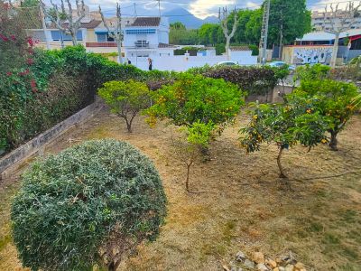 Amplio jardín con varios árboles frutales como naranjos y nísperos, rodeado de setos verdes y con vistas a edificios residenciales. La parcela ofrece gran espacio.