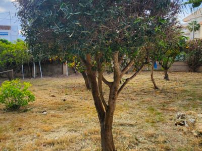 El jardín presenta un árbol maduro y bien podado con hojas verdes densas, sobre césped seco y edificios distantes bajo un cielo parcialmente nublado. Naranjos visibles al fondo.