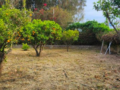 Esta zona ajardinada presenta árboles frutales cargados de naranjas, un muro bajo de piedra y suelo seco con líneas de riego visibles. Un exuberante follaje verde enmarca el fondo bajo un cielo despejado.