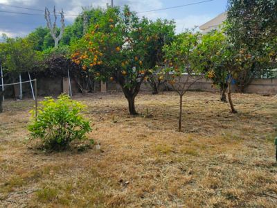 Jardín con césped de hierba seca y un naranjo cargado de frutos, enmarcado por una valla y un cielo parcialmente nublado.