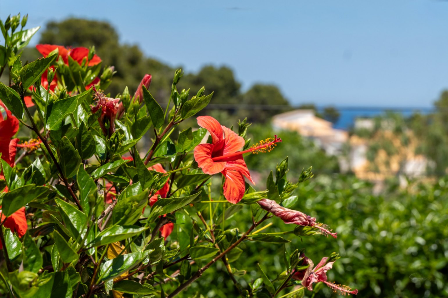 Vibrantes flores de hibisco rojo en primer plano, con follaje verde y una vista parcial del mar Mediterráneo al fondo bajo un cielo azul claro.