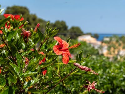 Vibrantes flores de hibisco rojo en primer plano, con follaje verde y una vista parcial del mar Mediterráneo al fondo bajo un cielo azul claro.