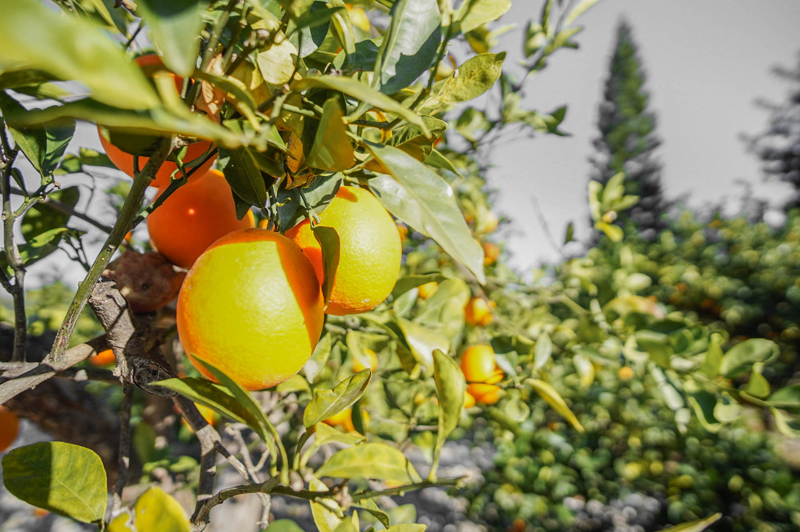 Jardín con árboles frutales