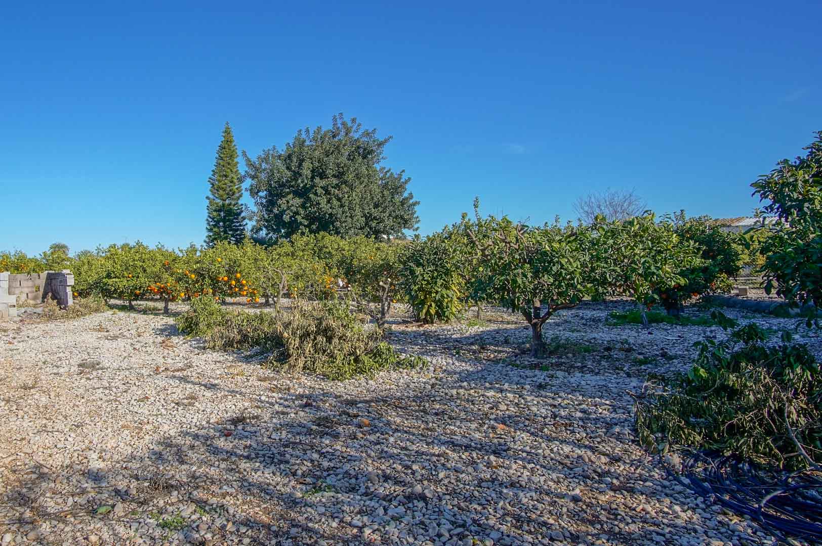 Terreno con árboles frutales
