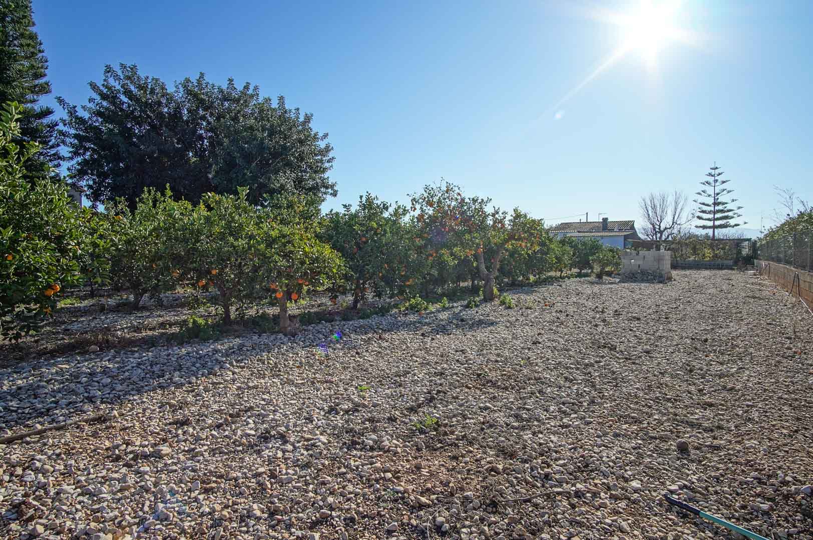 Terreno con árboles frutales