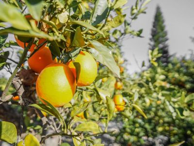 Jardín con árboles frutales